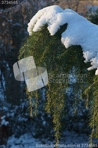 Image of A snowy cedar branch