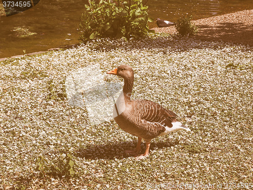 Image of Retro looking Duck bird