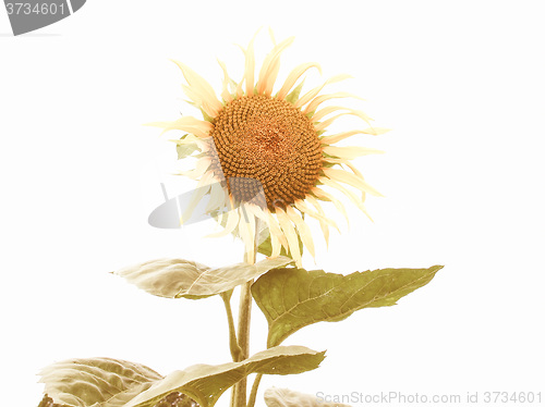 Image of Retro looking Sunflower flower