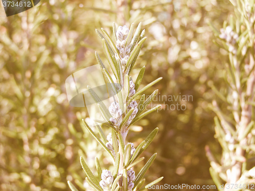 Image of Retro looking Rosemary