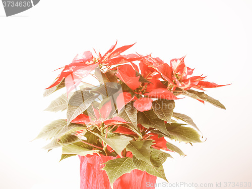 Image of Retro looking Poinsettia