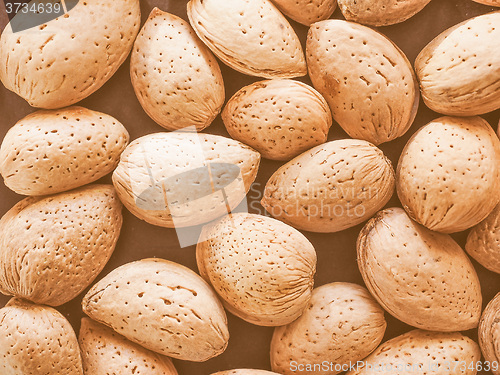 Image of Retro looking Almond fruit