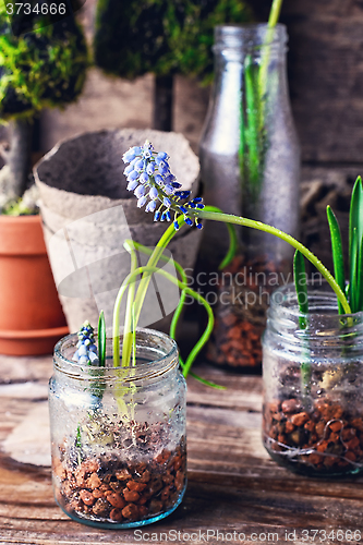 Image of Blooming Muscari coeruleum