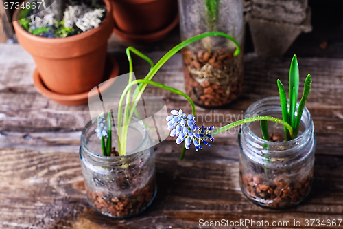 Image of Blooming Muscari coeruleum