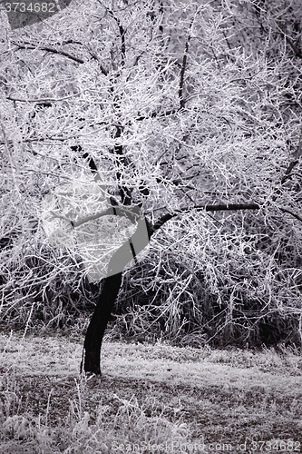 Image of Winter tree