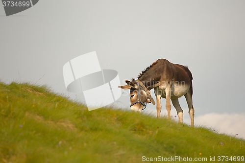 Image of Grazing Donkey