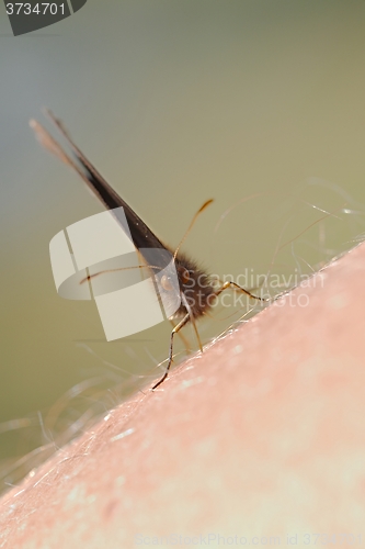Image of Butterfly on skin