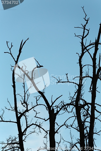Image of Bare trees