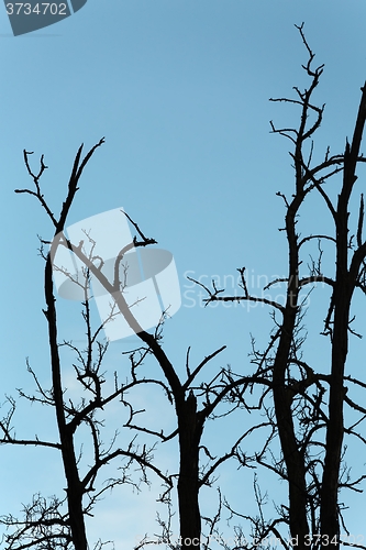 Image of Bare trees