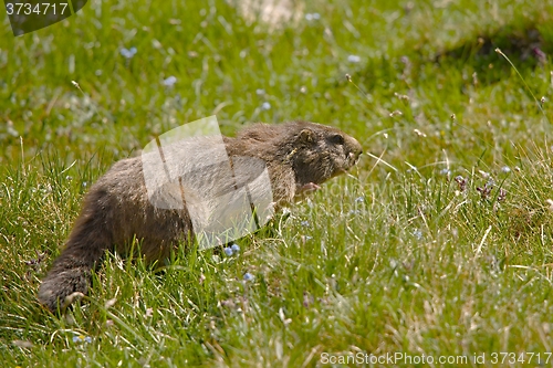 Image of Marmot in it\'s hole