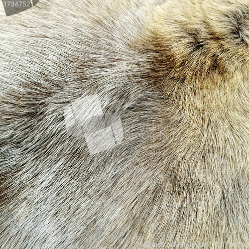 Image of Natural fur background