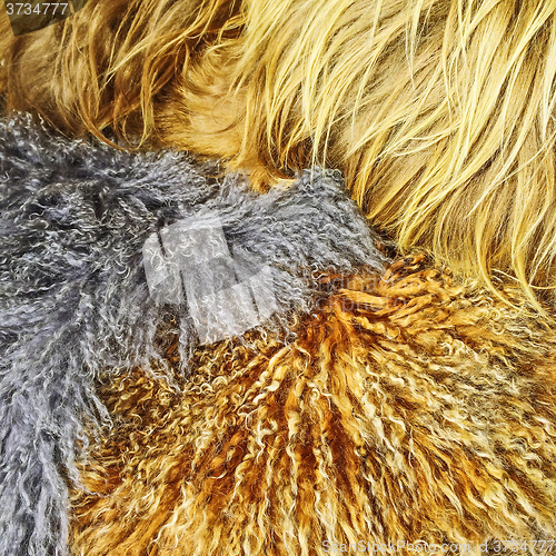 Image of Assortment of sheepskin of different colors