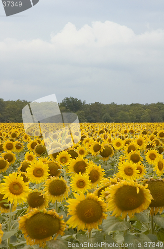 Image of Sunflowers