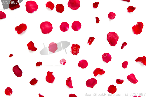 Image of close up of red rose petals