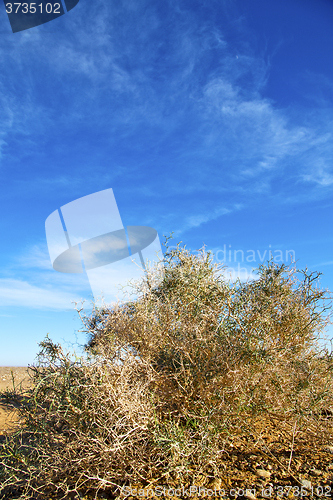 Image of bush in the  desert  africa dune