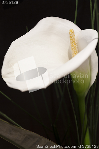 Image of White Calla Lili in front of black Background macro Detail