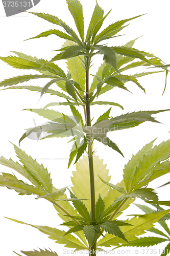 Image of Fresh Marijuana Plant Leaves on White Background