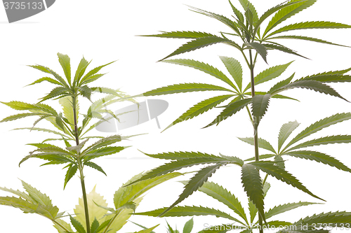 Image of Fresh Marijuana Plant Leaves on White Background