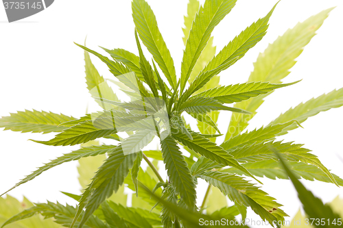 Image of Fresh Marijuana Plant Leaves on White Background