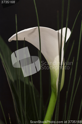 Image of White Calla Lili in front of black Background macro Detail