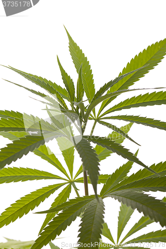 Image of Fresh Marijuana Plant Leaves on White Background