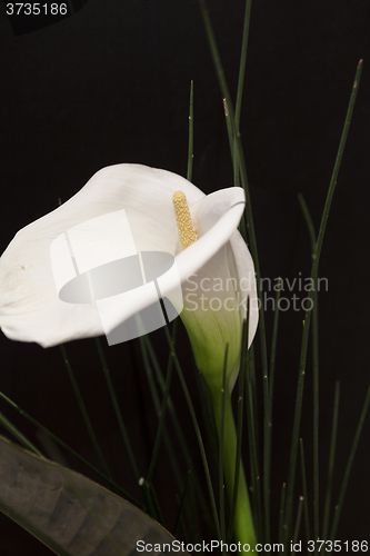 Image of White Calla Lili in front of black Background macro Detail