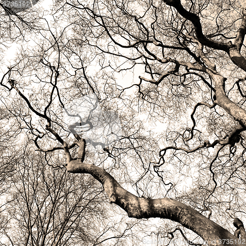 Image of park in london spring sky and old dead tree 