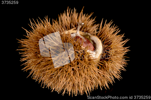 Image of Chestnuts on a black reflective background