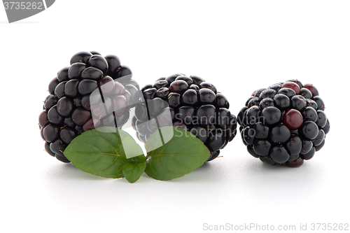 Image of Blackberries with leaves