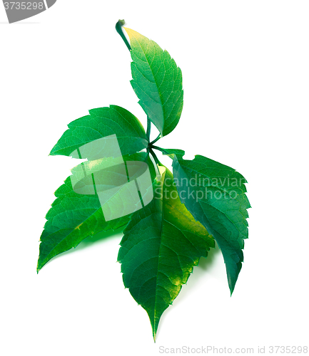 Image of Green virginia creeper leaf 