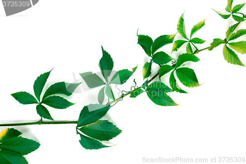 Image of Branch of green grapes leaves