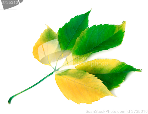 Image of Multicolor grapes leaf on white background