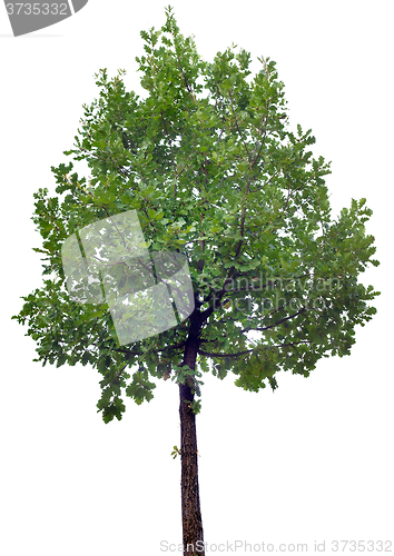 Image of Oak Tree Cutout