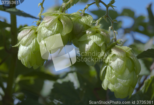 Image of Wild Hop Branch