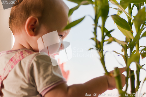 Image of Girl with bamboo 