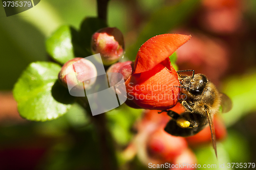 Image of japanese quince and a honeybee