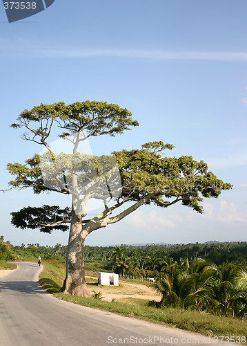 Image of Tree near road