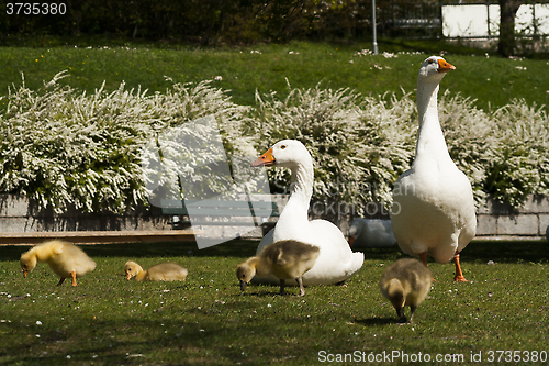 Image of geese family