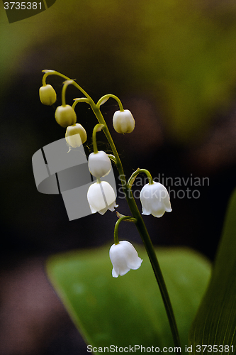 Image of lily of the valley