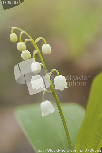 Image of lily of the valley