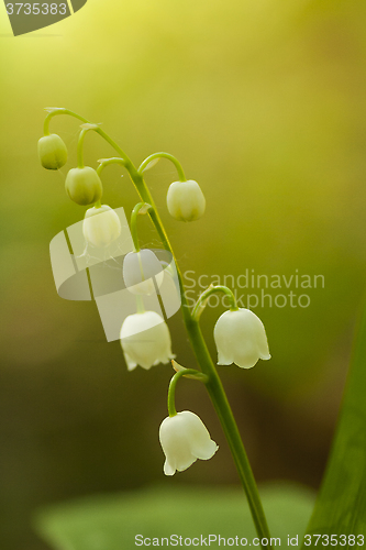 Image of lily of the valley