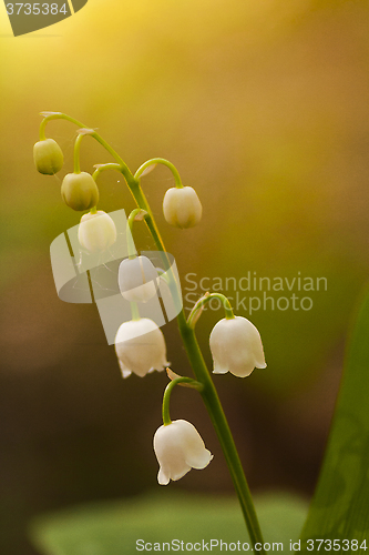 Image of lily of the valley