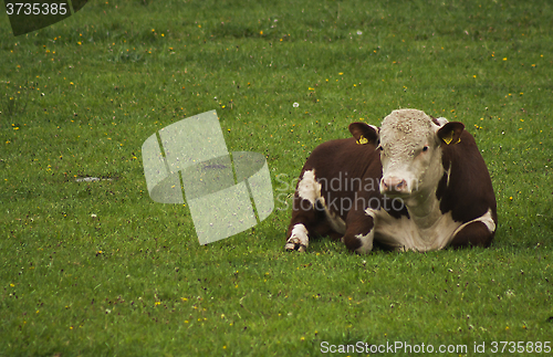 Image of hereford bull