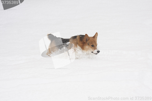 Image of playing in snow