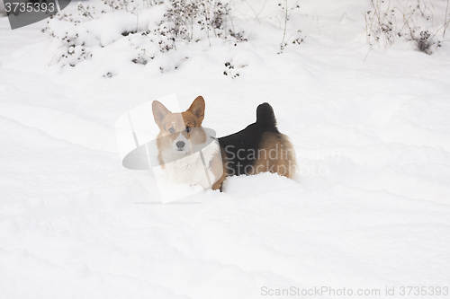 Image of dog in snow