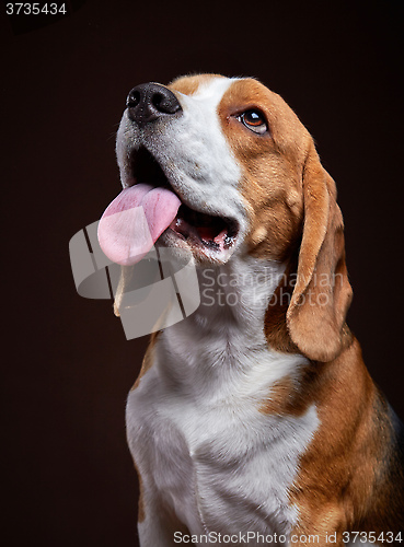 Image of Portrait of young beagle dog