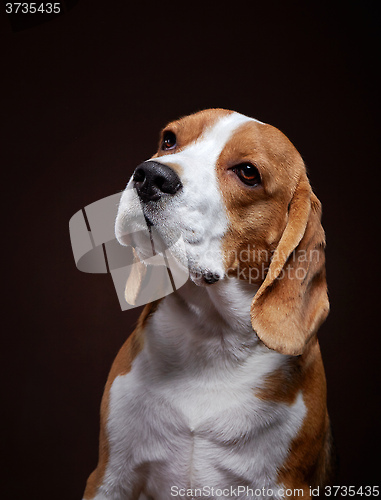 Image of Portrait of young beagle dog