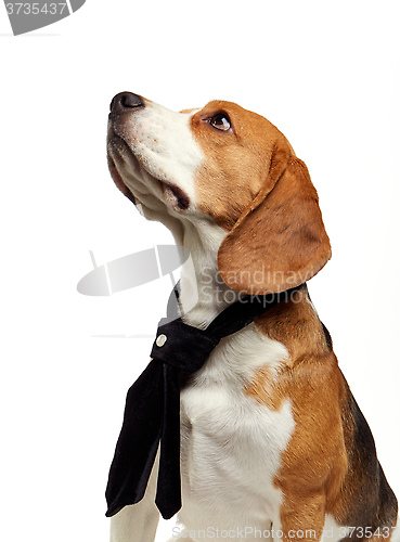 Image of portrait of young beagle dog