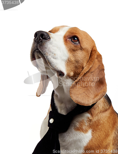 Image of portrait of young beagle dog