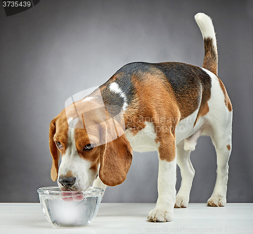 Image of Beagle dog drinks water